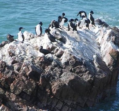PARACAS, ICA & NAZCA LINES (3 Days /2 Nights)