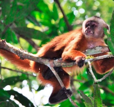 Machupicchu sus maravilla