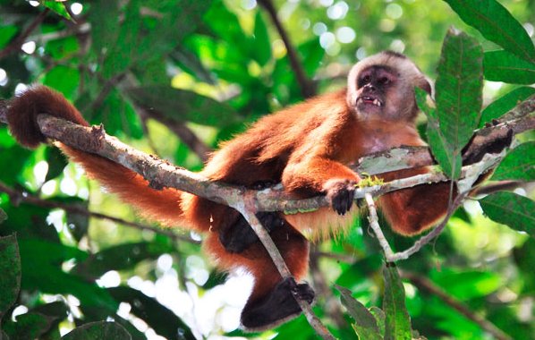 Machupicchu sus maravilla